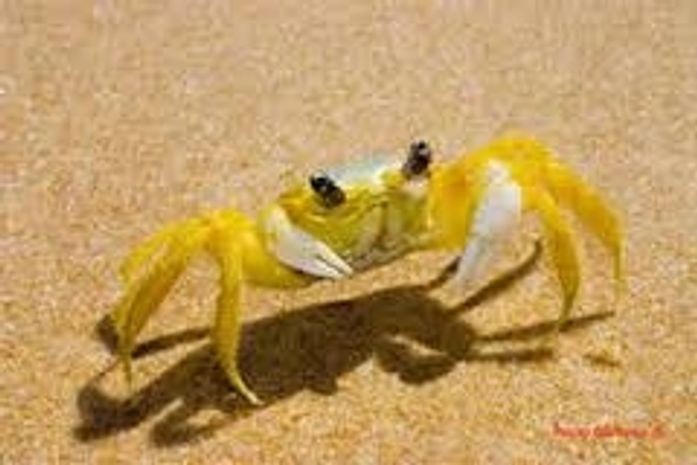 Não é o nosso Sirí, é o Siri da Apple