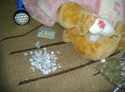 SP: polícia encontra crack e maconha em bichinho de pelúcia