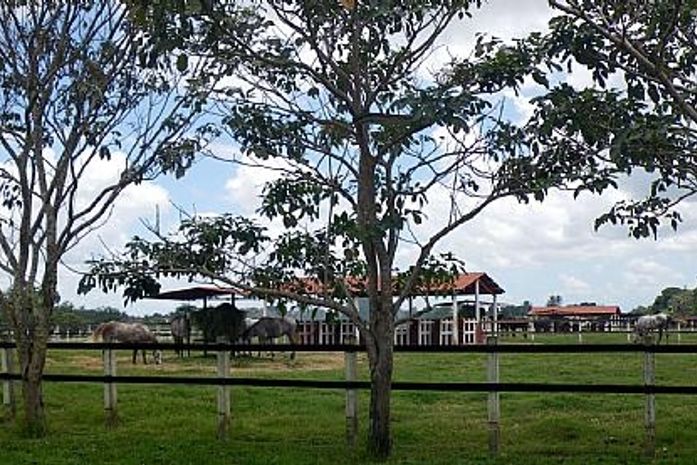 Haras fica localizado na cidade de Atalaia