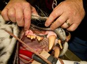 Tigre-siberiano faz tratamento de canal em clínica de zoo do Alasca