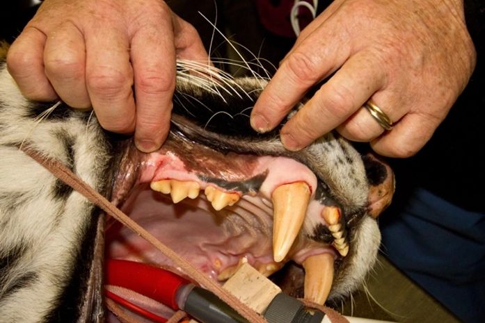 Tigre-siberiano faz tratamento de canal em clínica de zoo do Alasca