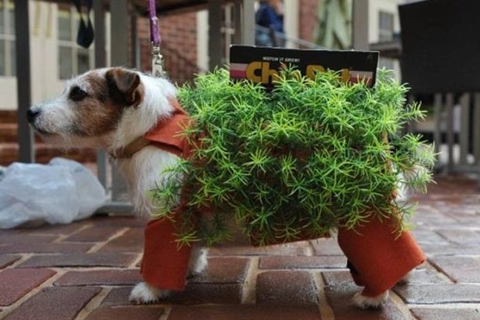 Cães disputam concurso de fantasia para o Halloween nos EUA