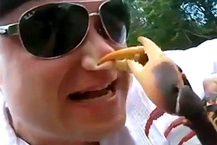 Caranguejo se vinga e crava garras no nariz de homem