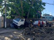 Queda de árvore atinge dois veículos, na Jatiúca, e bombeiros são acionados