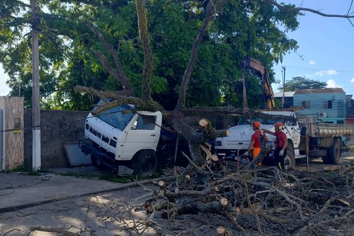 Queda de árvore atinge dois veículos, na Jatiúca, e bombeiros são acionados
