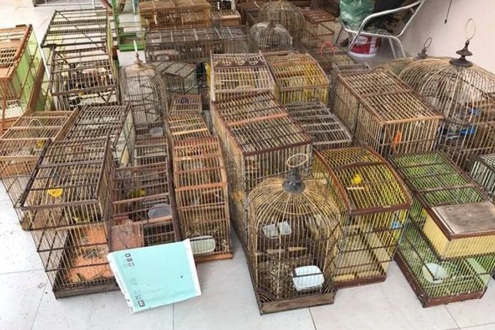 Pássaros apreendidos em residência no bairro do Tabuleiro