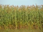 Seagri produz 15 mil quilos de sementes de sorgo forrageiro