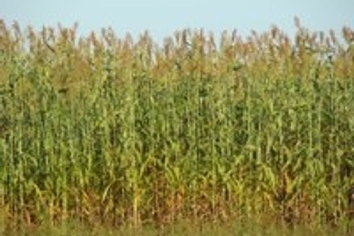 Seagri produz 15 mil quilos de sementes de sorgo forrageiro