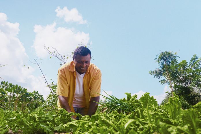 Programa Garantia-Safra libera pagamento para mais de 22 mil agricultores alagoanos