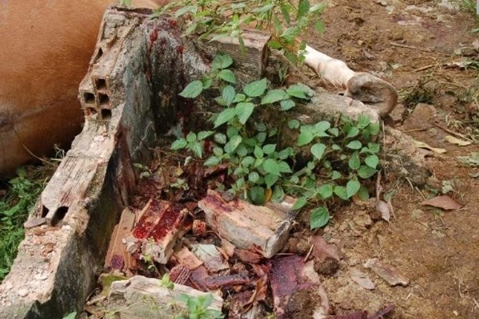 Cavalo morre durante troca de tiros entre policia e suspeitos de assaltos