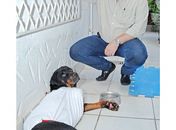 Morre cão arrastado por quarteirões pelo dono em Piracicaba