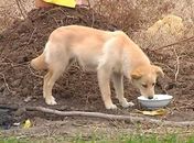 Cão chama atenção na China ao ficar guardando túmulo de dono