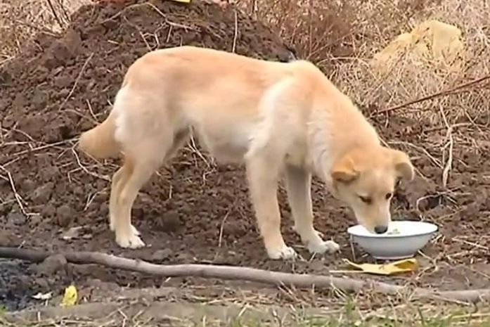 Cão chama atenção na China ao ficar guardando túmulo de dono