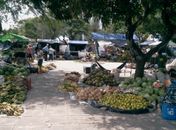 Os maceioenses encontram produtos livres de agrotóxicos