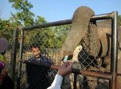 Elefante usa a tromba para pegar 'gorjeta' em zoo no Paquistão