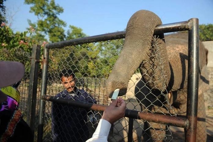 Elefante usa a tromba para pegar 'gorjeta' em zoo no Paquistão