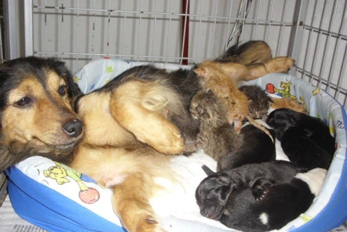 Cachorra se tornou ama de leite dos gatos encontrados