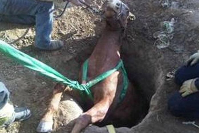 Égua foi resgatada após cair em buraco de mais de dois metros.