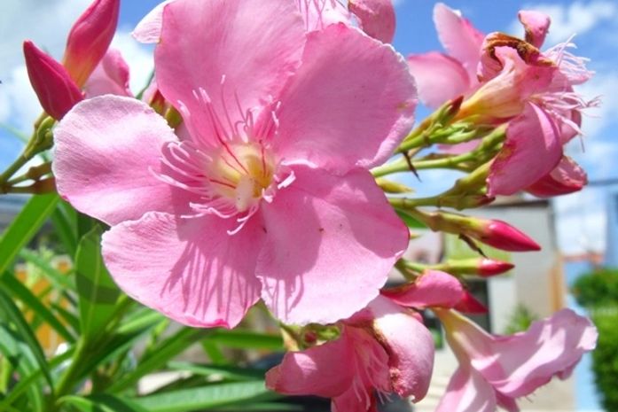 Foto: Goretti Brandão