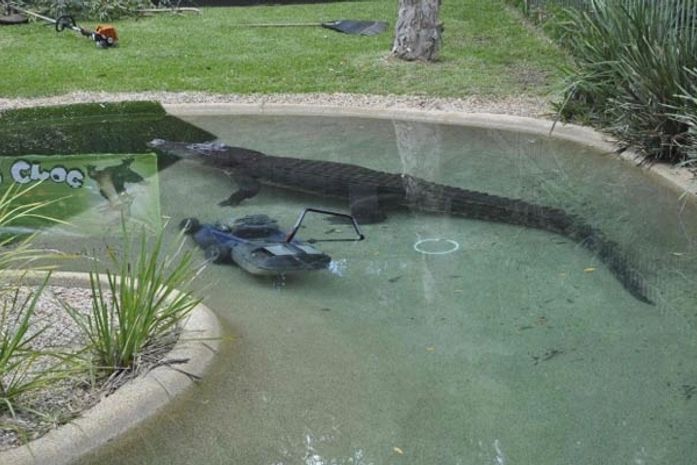 O crocodilo Elvis toma conta do cortador de grama nesta quarta-feira (28) em parque na Austrália