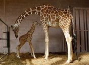 Girafas ouvirão pop no Réveillon para não se assustar com fogos