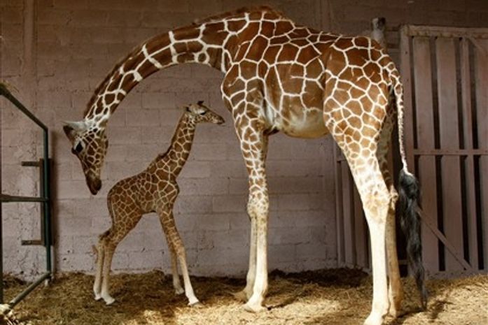 Girafas ouvirão pop no Réveillon para não se assustar com fogos