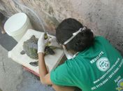 Ambulantes encontram tartaruga encalhada na Praia de Ipioca