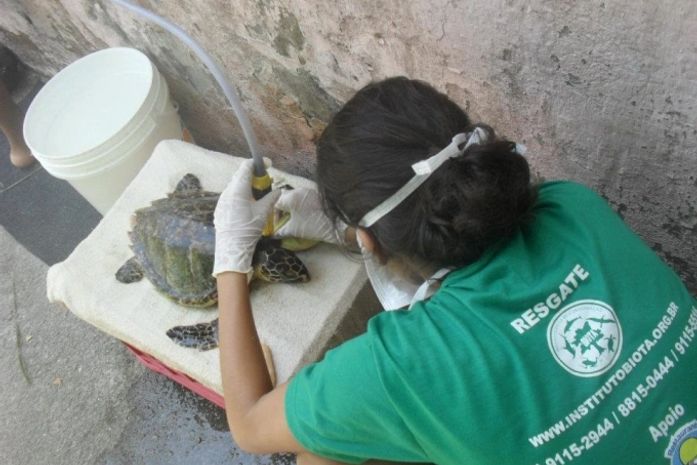Ambulantes encontram tartaruga encalhada na Praia de Ipioca