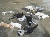 Cidade sergipana busca matador de cães e gatos
