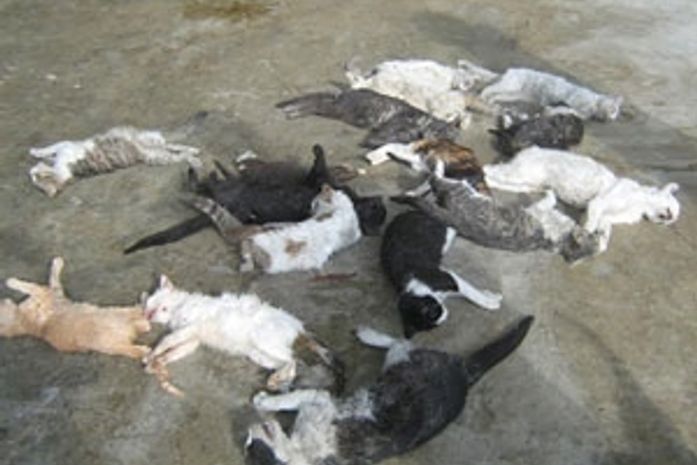 Cidade sergipana busca matador de cães e gatos