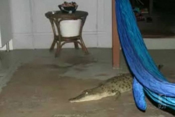 Família australiana leva susto após achar crocodilo na sala de estar