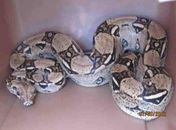 Mulher leva susto ao achar cobra de 1,5 m no jardim de casa