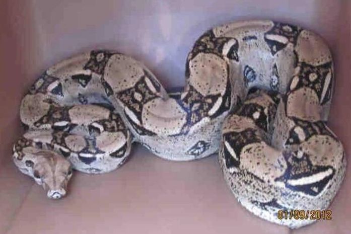 Mulher leva susto ao achar cobra de 1,5 m no jardim de casa