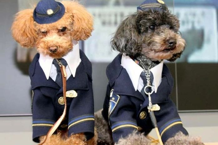 Poodles toy policiais 'entram em ação' no Japão