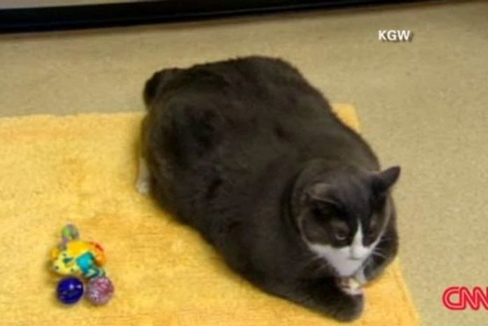 Gato obeso terá que passar por dieta nos EUA