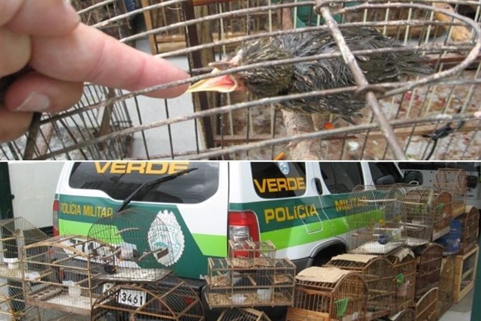 Polícia apreende pássaros silvestres com sinais de maus tratos no Paraná