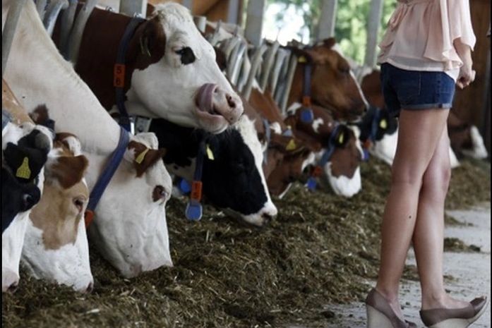 Vaca lésbica