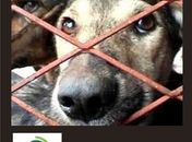 Neafa realiza audiência sobre crueldade contra os animais