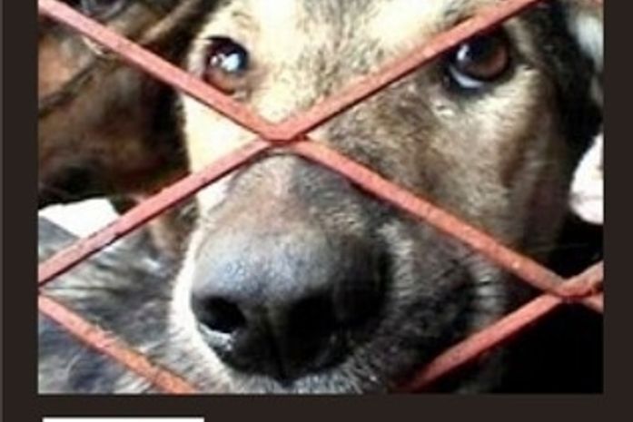 Neafa realiza audiência sobre crueldade contra os animais