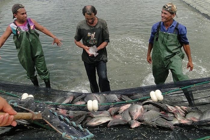 Comunidade de Estrela de Alagoas realiza mais uma retirada de peixes