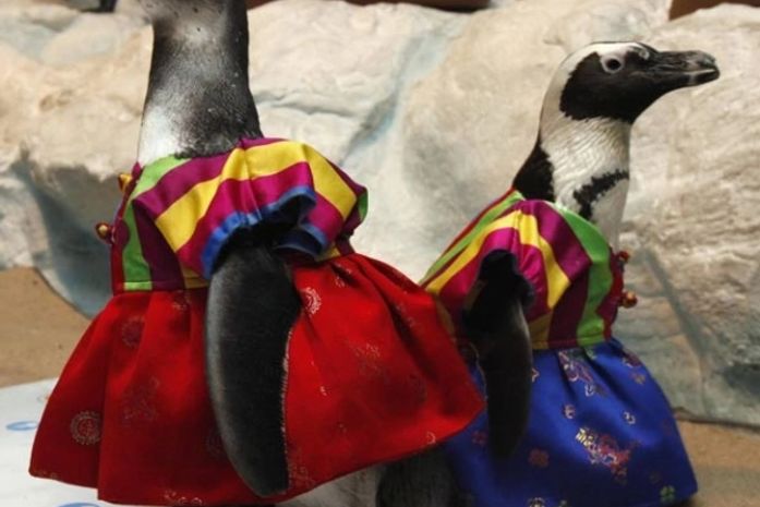Pinguins usaram uma versão do traje 'hanbok'.