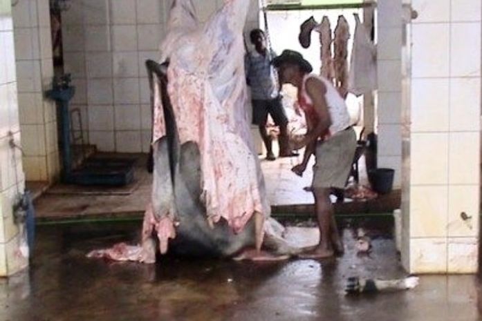 “Não tinha dignidade humana”, diz auditor do MPT sobre matadouros