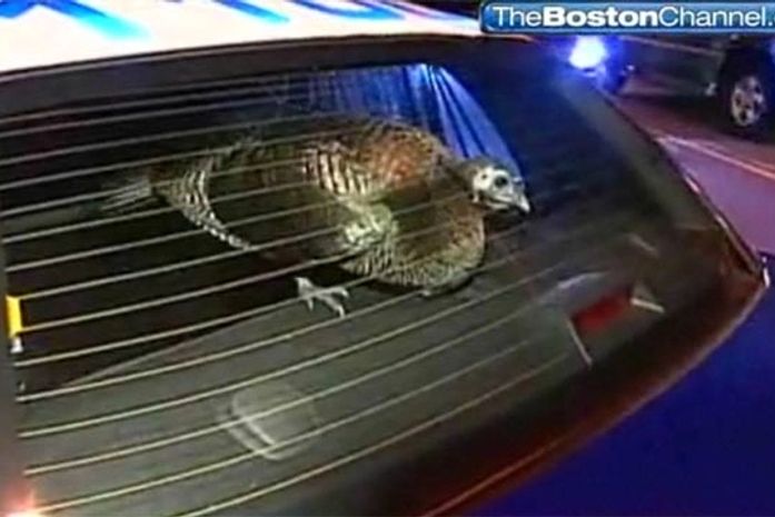 Peru ataca policiais após atrapalhar o trânsito nos EUA