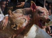Paquistão: cães são obrigados a brigar e mutilar adversários