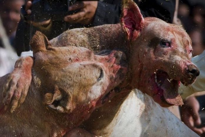 Paquistão: cães são obrigados a brigar e mutilar adversários