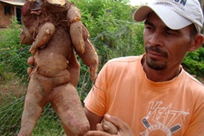 Mandioca em formato de mulher vira atração em quintal de casa em MT