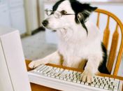 Inteligência Limitada e sua Relação com a Pobreza é Confirmada