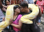Eroll Escobar e Princess Madrolejo se beijam abraçados com cobra de 4,87 m. 