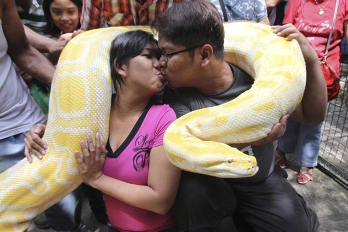 Eroll Escobar e Princess Madrolejo se beijam abraçados com cobra de 4,87 m.