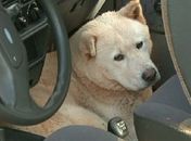 Animal está dentro do veículo desde a tarde de quinta-feira (23) 